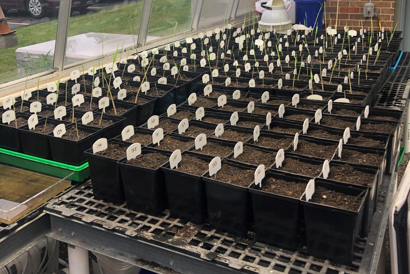 Phragmites plants growing in a greenhouse