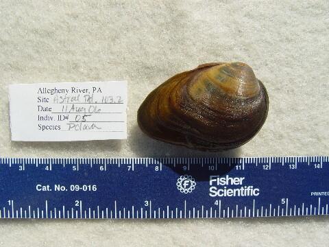 The clubshell, Pleurobema clava, from the Allegheny River, Pennsylvania