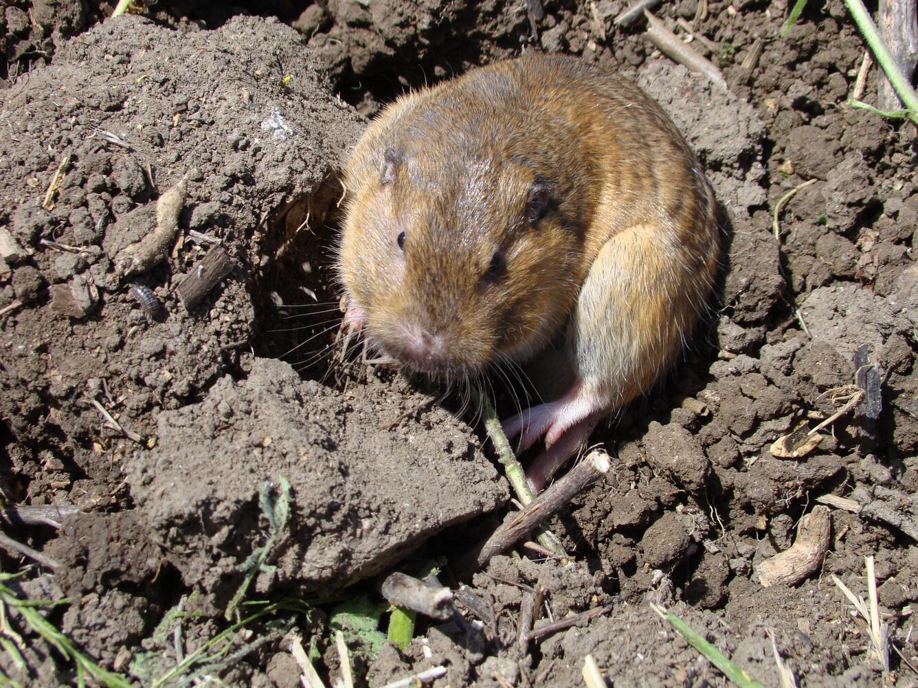Pocket gopher at site WERC