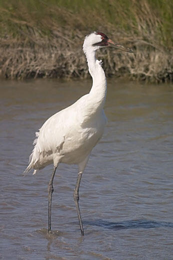 Adult Whooping Crane