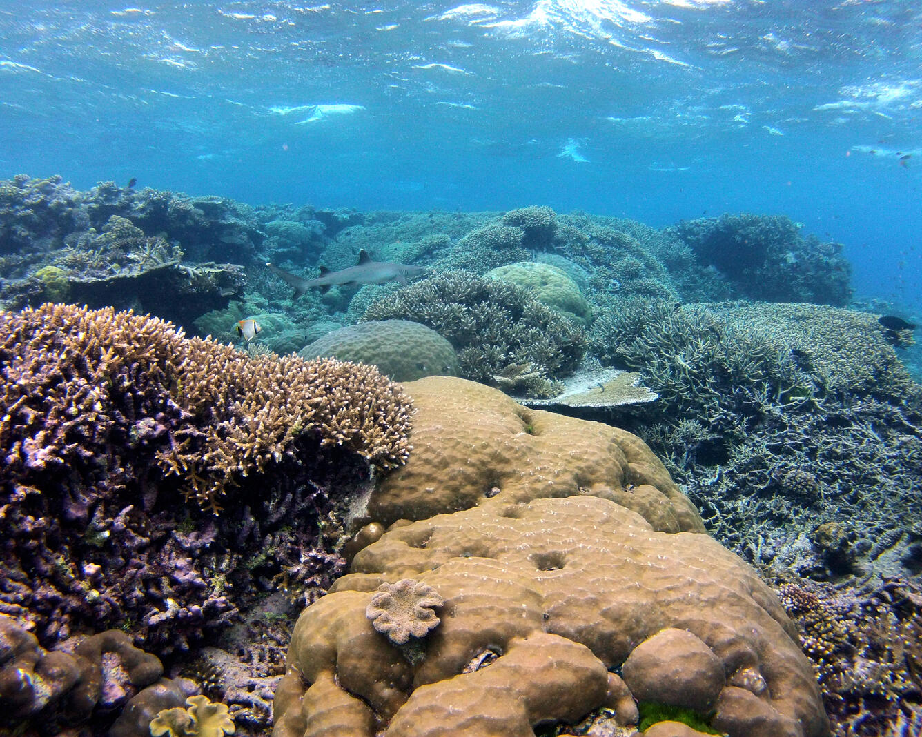 Underwater photograph of a shallow coral reef with many varieties of corals and a fish or two swimming around.