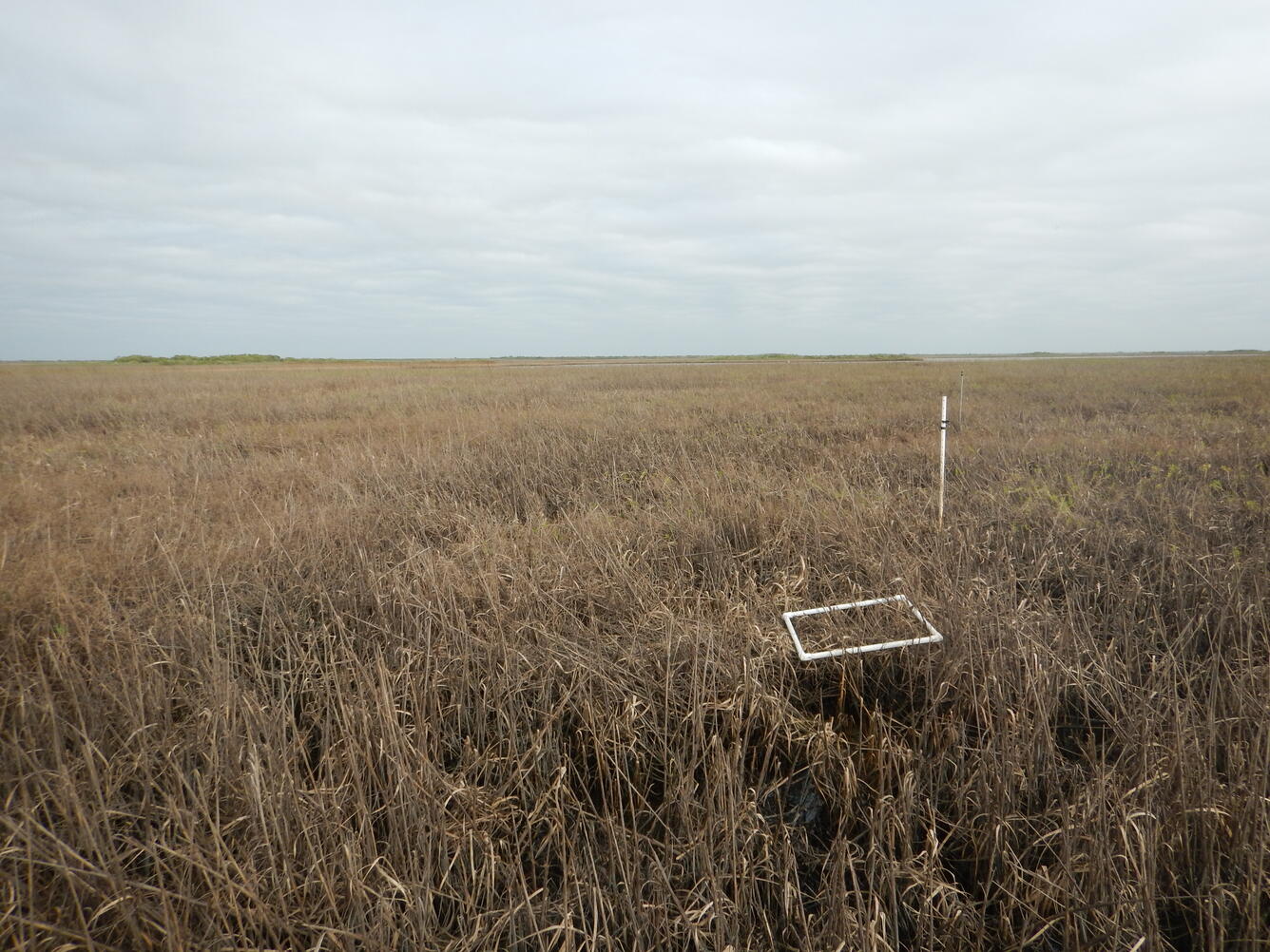 Browned coastal wetlands with a white quadrat and blue sky in background