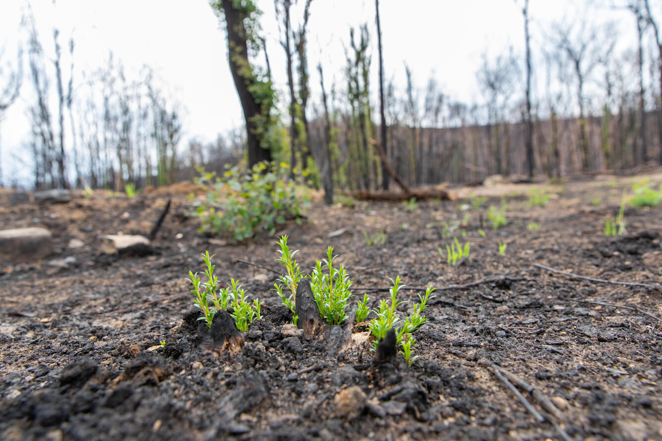 A clump of green shoots sprout from a burned stump, while more new growth can be seen atop a line of burned trees