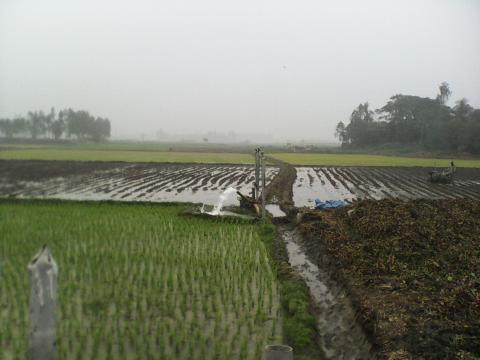 Field area representing use of arsenic contaminated groundwater for irrigation.