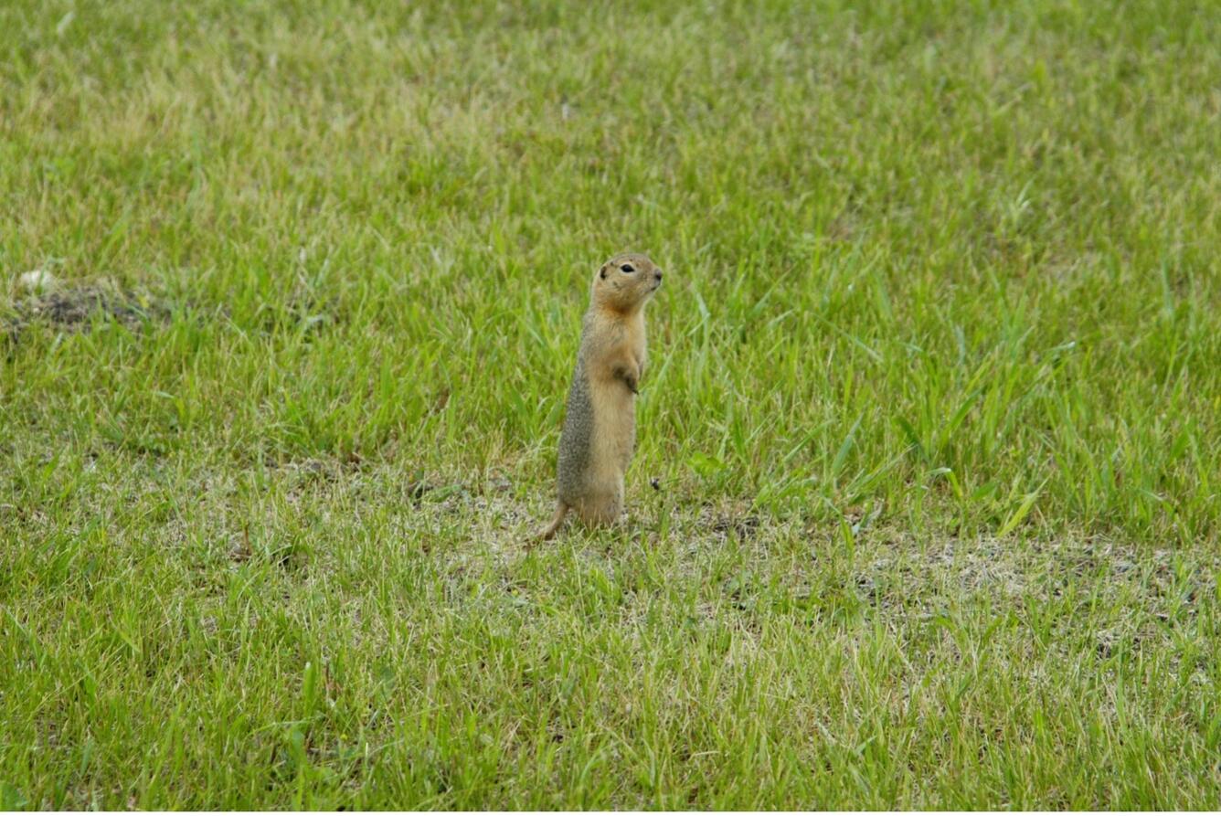 Prairie Dog, Glacial Ridge Refuge