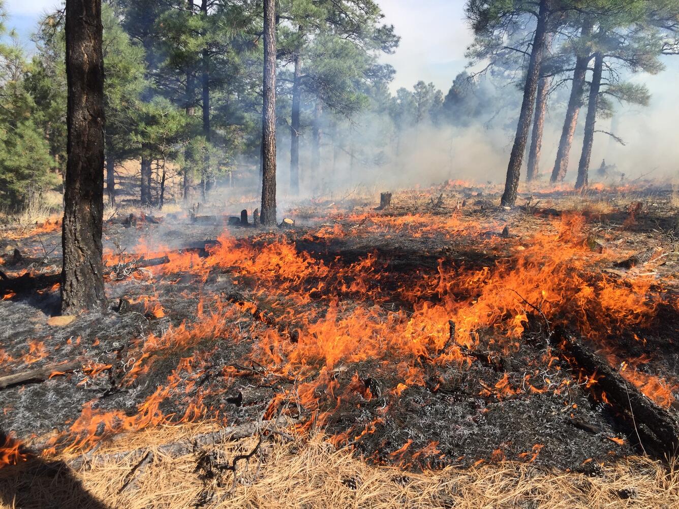 A Fire burns along the ground in a ponderosa pine forest in New Mexico