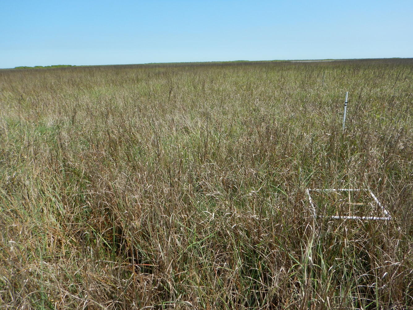 Coastal wetlands with a white quadrat and blue sky in background