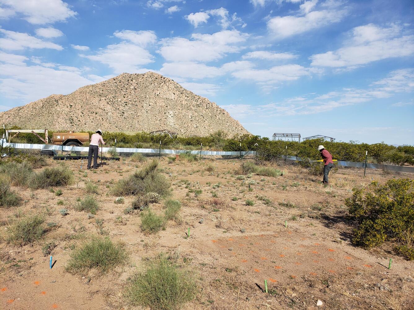 A woman seeds an experiment in the desert. The ground is mostly bare with scattered shrubs and a mountain in the background.