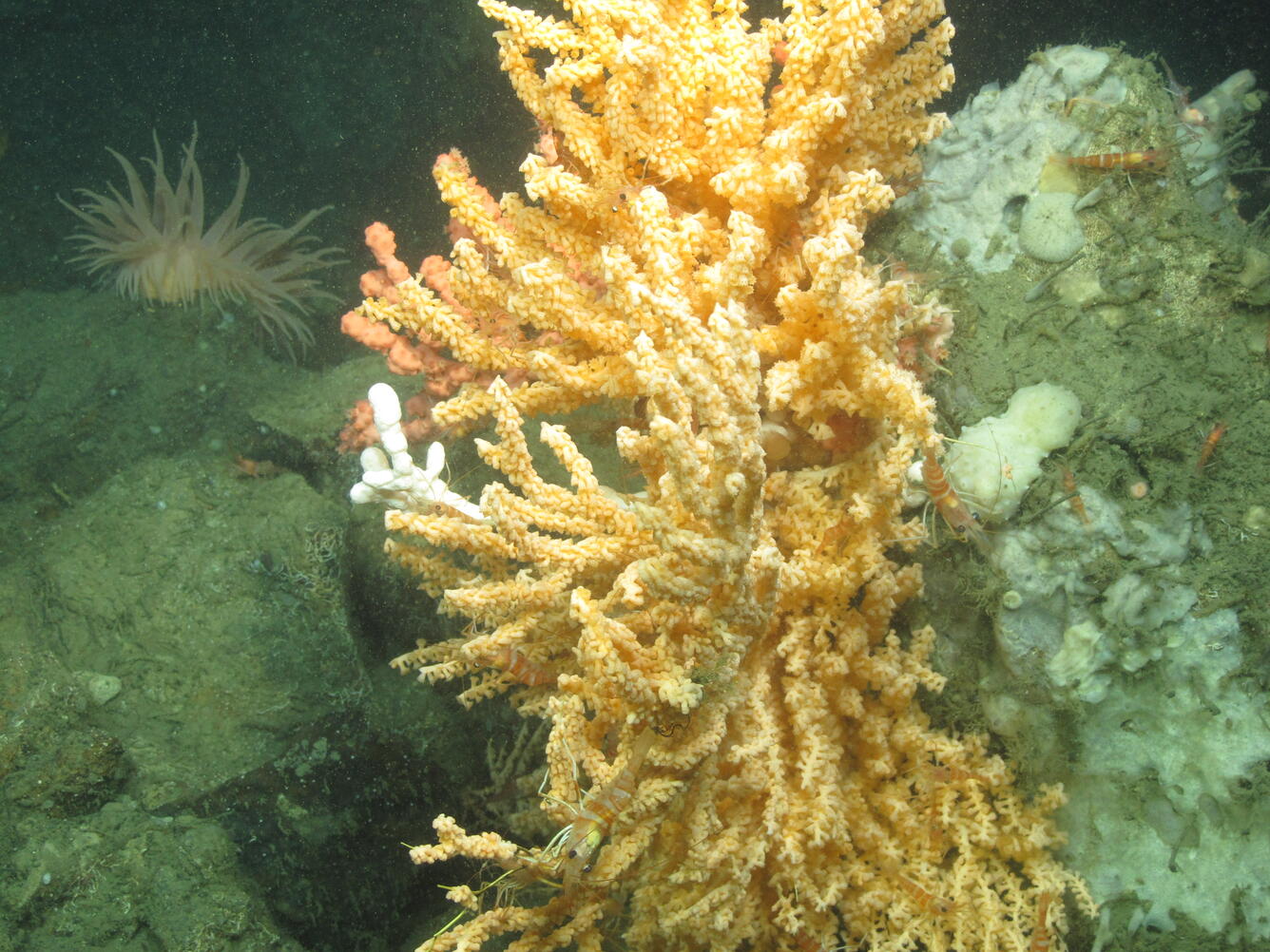 Deep-sea corals