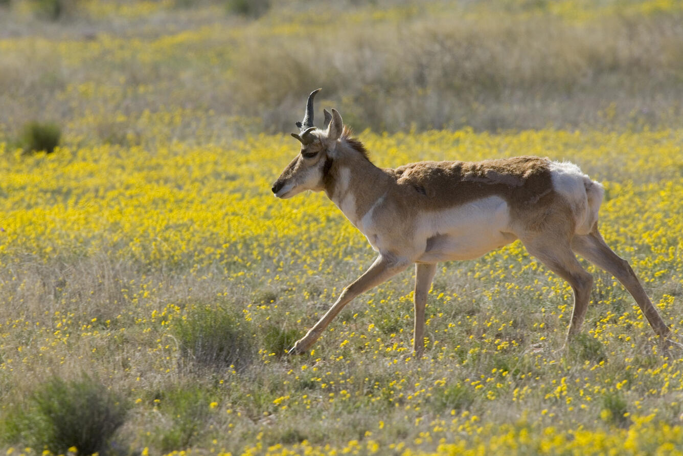 Adult pronghorn