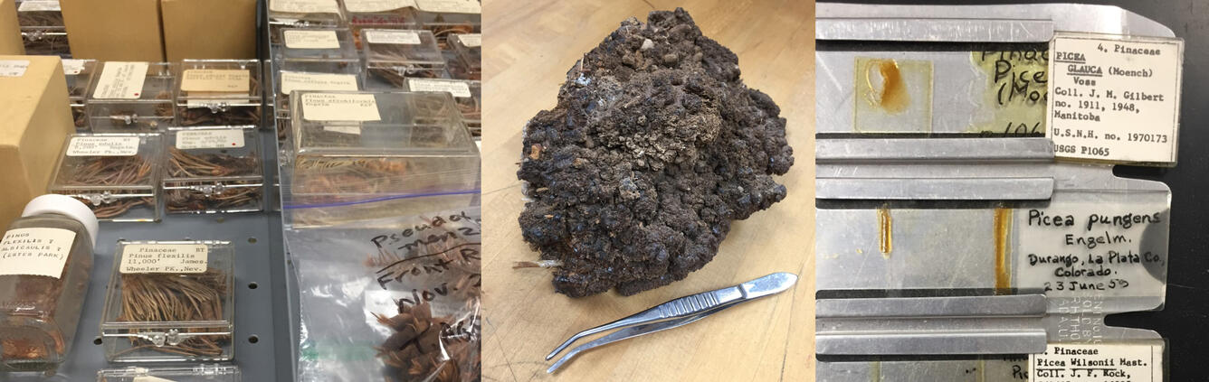 Collage of specimens from USGS Quaternary Paleobotany Lab