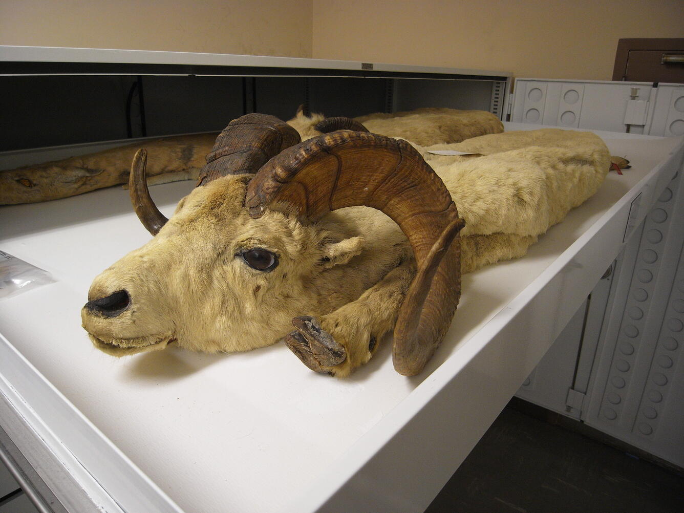 Bighorn sheep pelt in storage at the Smithsonian Institution National Museum of Natural History.