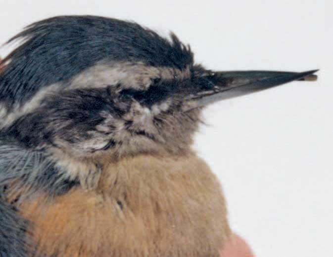Small bird with a crossed beak  