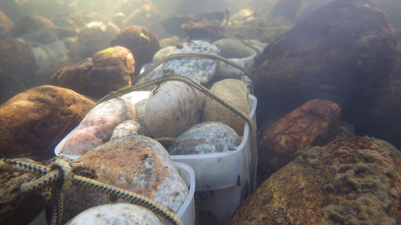 study packs under the water
