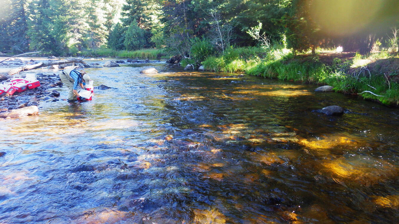An aquatics scientist collecting specimens 