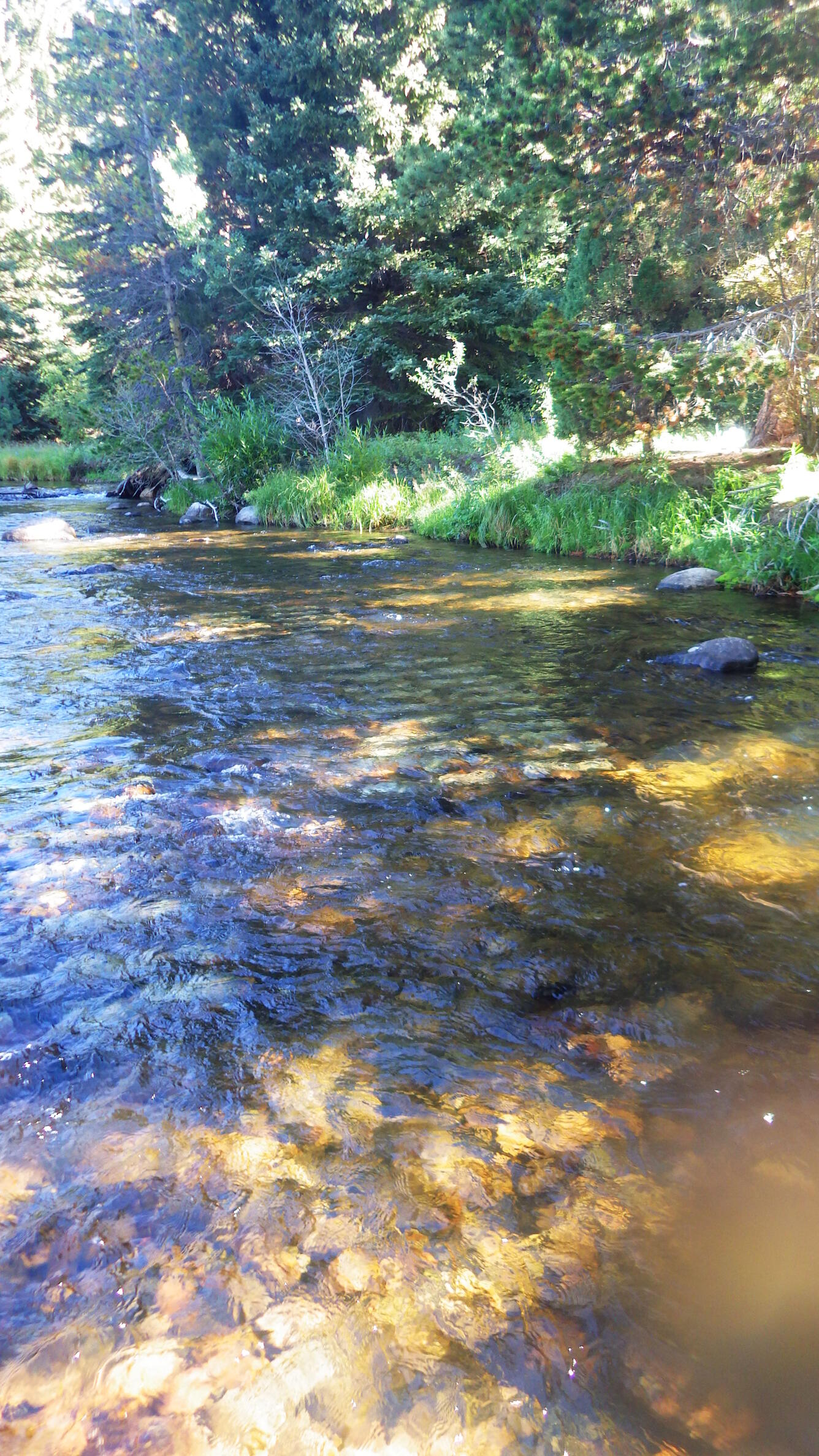 Poudre River looking upstream.