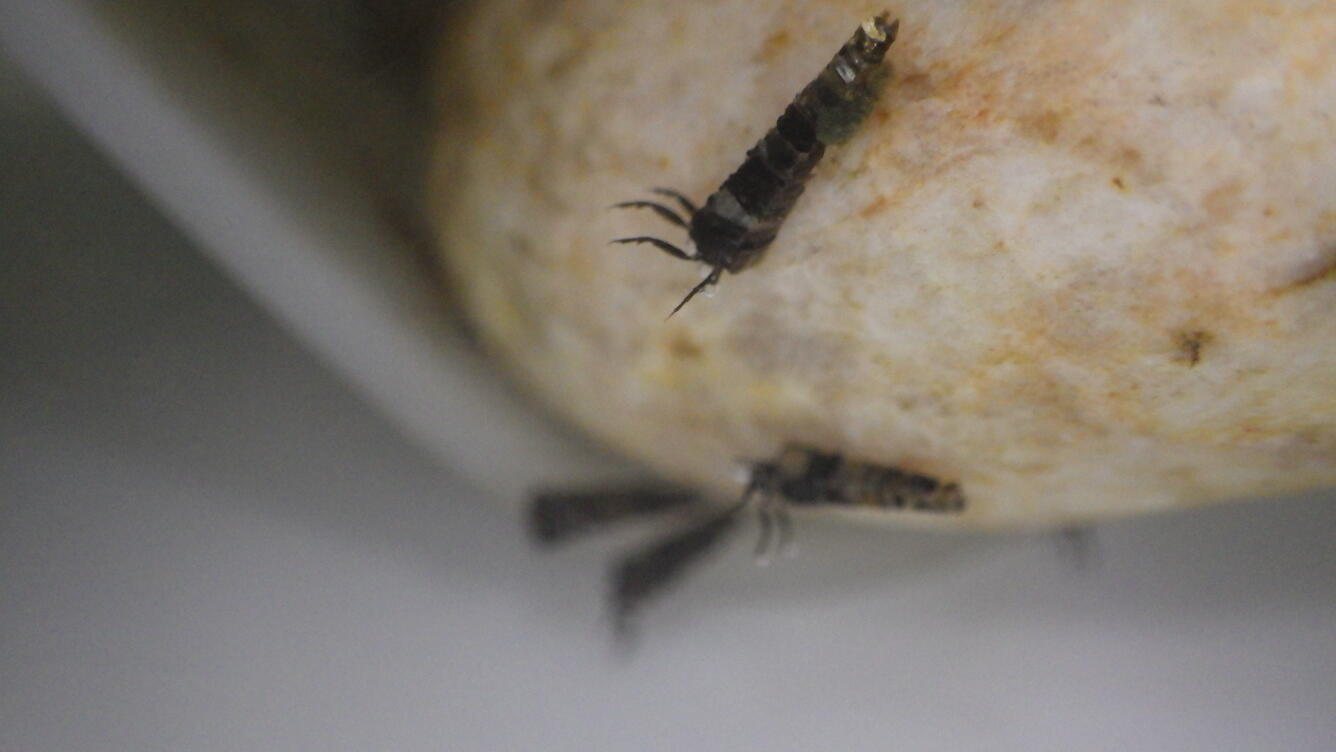 a specimen found on a rock in the river