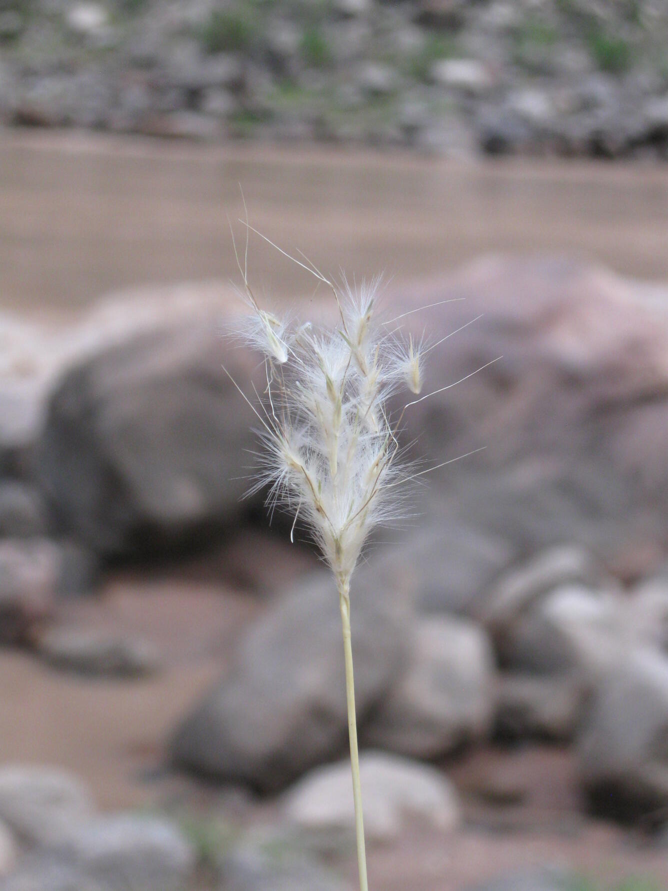 Close-up of cane bluestem grass seed head on the bank of the Colorado River in Grand Canyon.