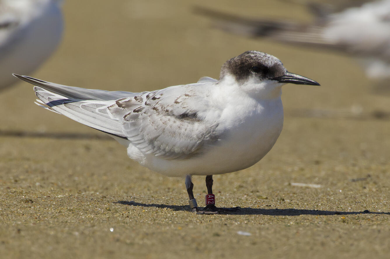 Roseate Tern - ROST HY Red A12
