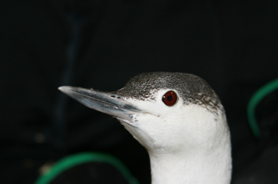 Red-throated Loon (Gavia stellata)
