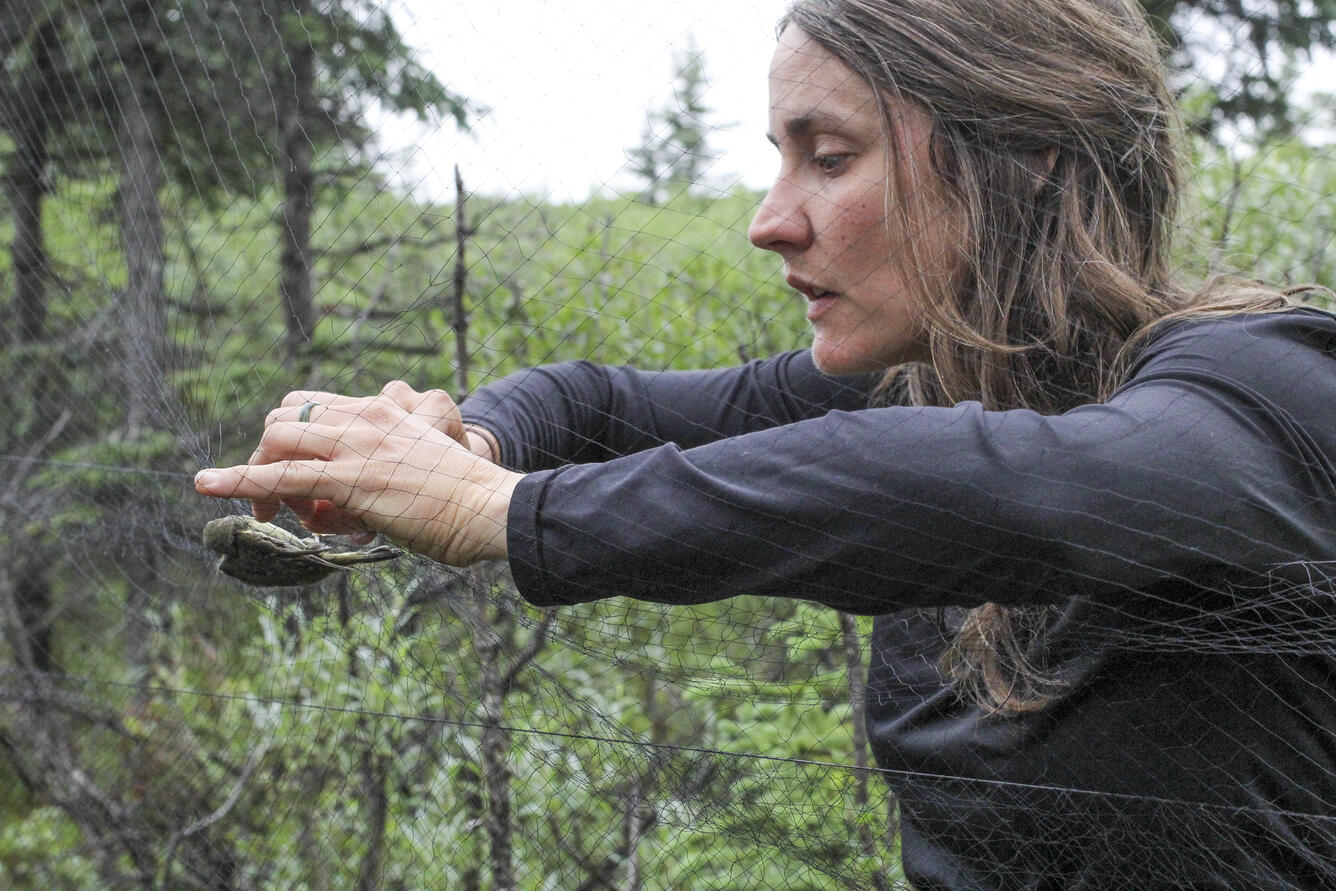 A person wearing a black shirt gently removes a small bird from a mist net as part of a research project.