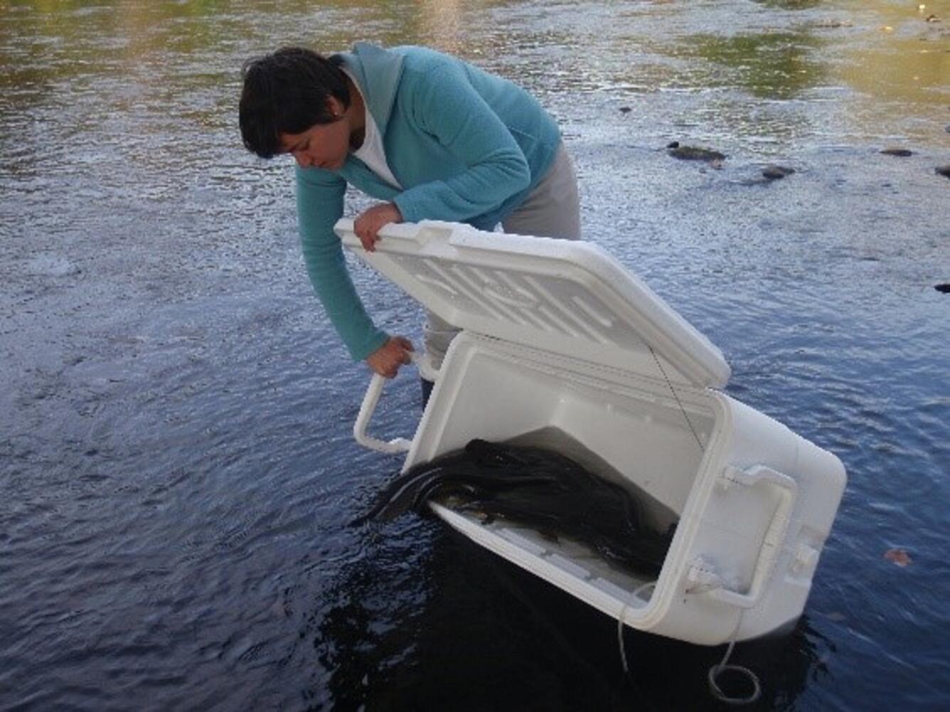 Release of radio-tagged silver phase American Eel