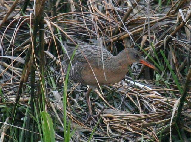 WERC Ridgway’s rail in vegetation