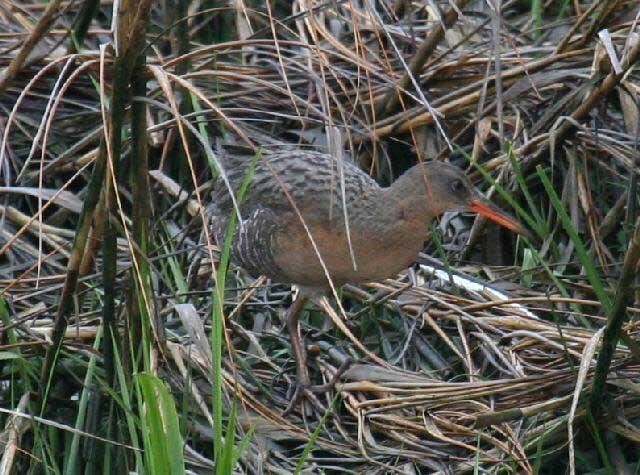 WERC Ridgway’s rail in vegetation 