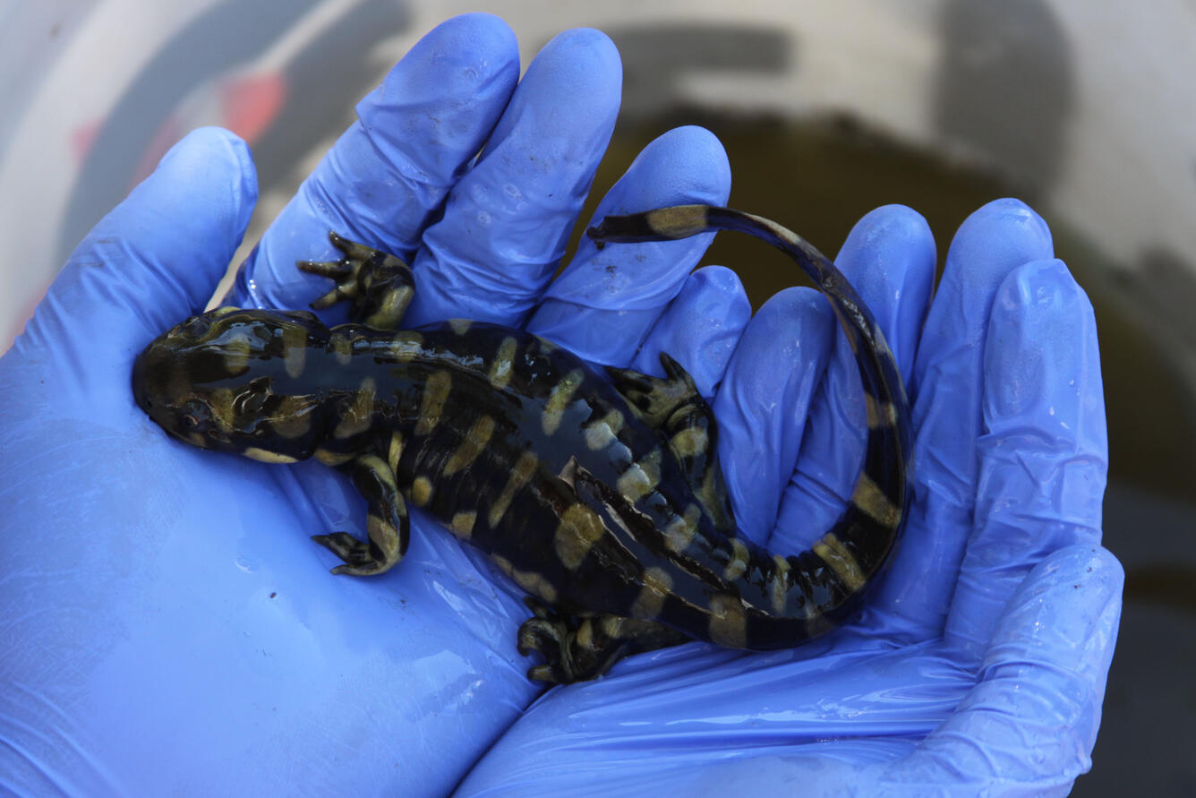 Black and green Sonoran tiger salamander in gloved hand of a USGS researcher