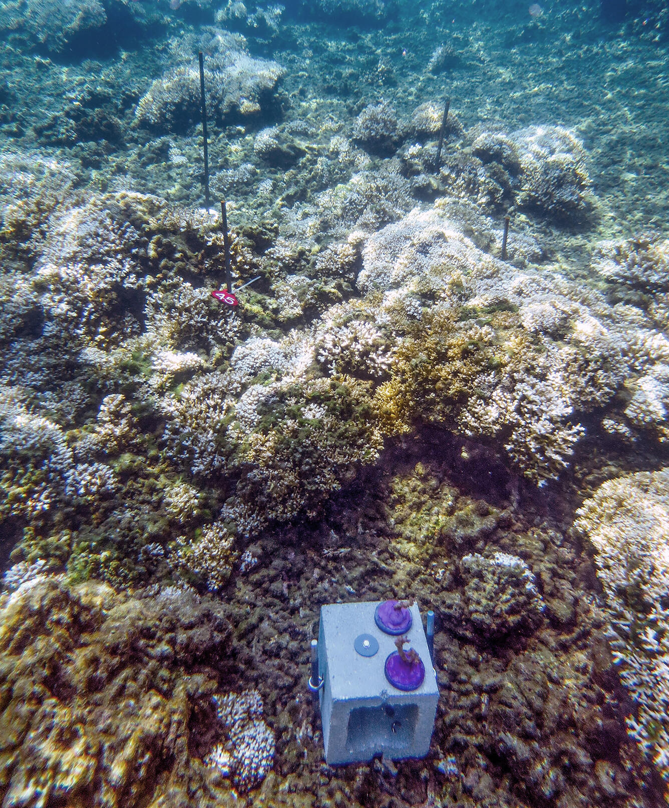 A small concrete block has 2 coral samples glued to it on purple pads. It is anchored to the coral reef.