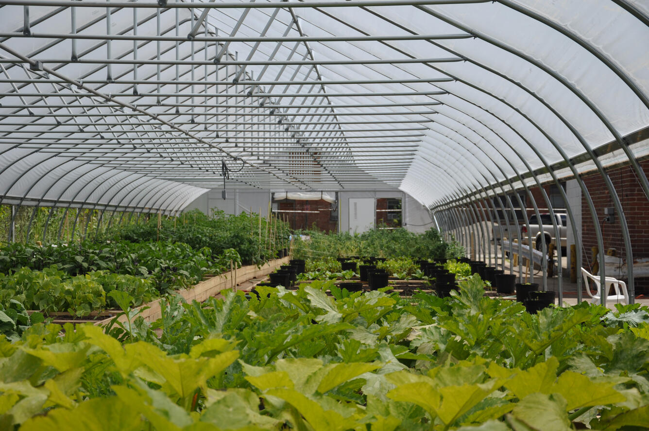 Photo of the inside of a RecoveryPark greenhouse