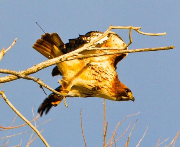 Red-tailed hawk with radio transmitter