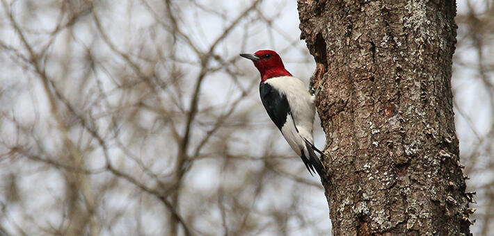 Redheaded woodpecker