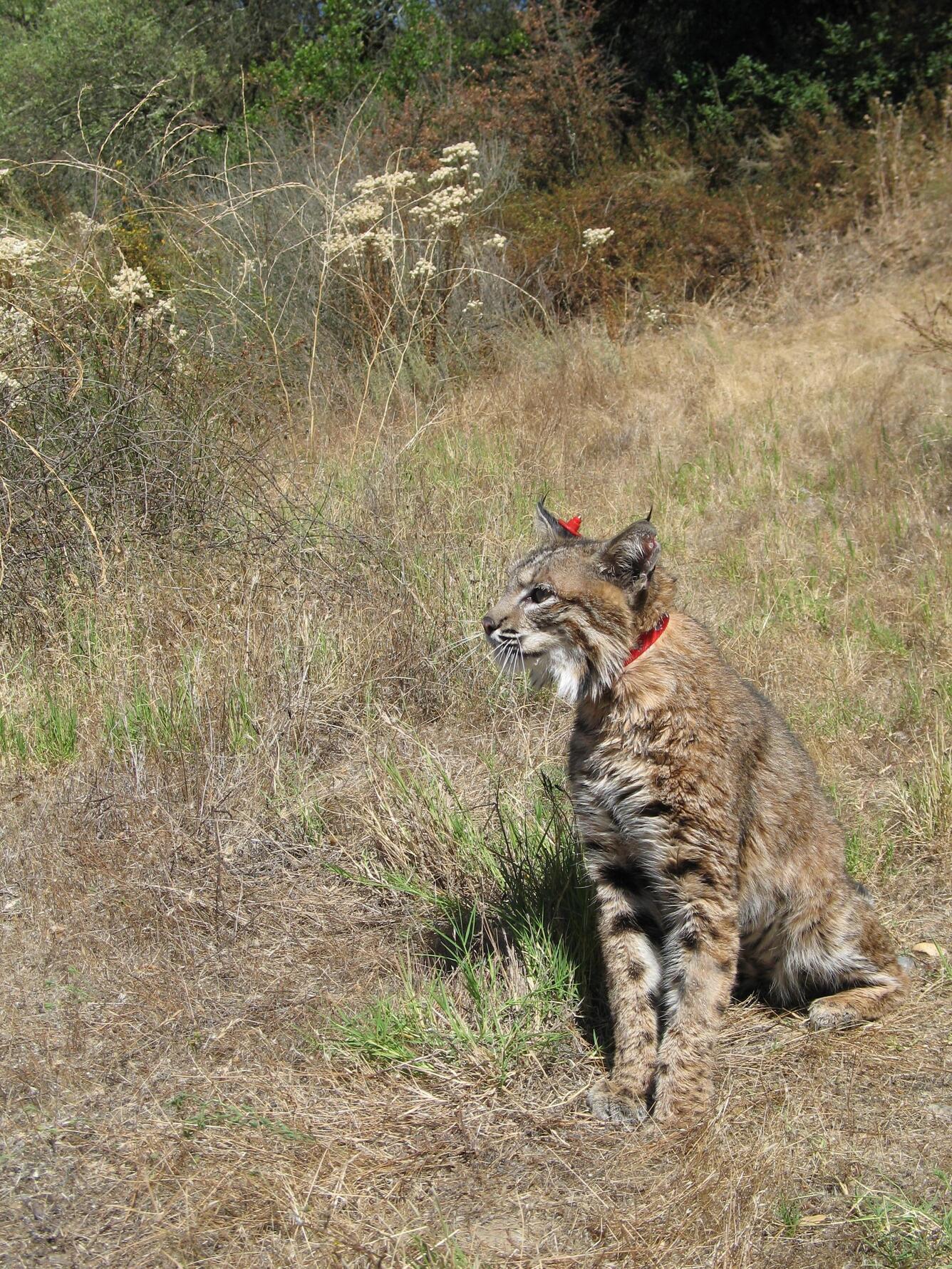 bobcat waiting