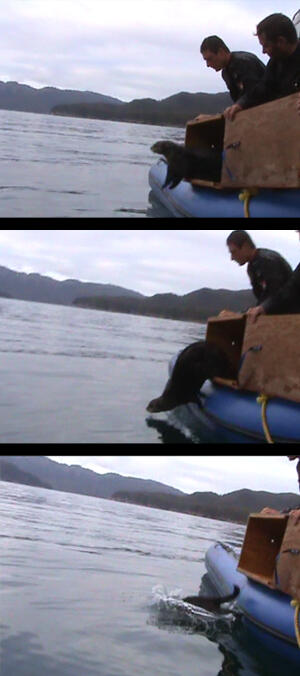 sea otter released