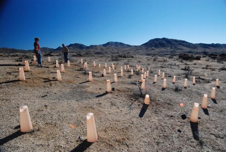 desert restoration site in progress