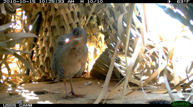 Ridgway's rail investigates artificial island