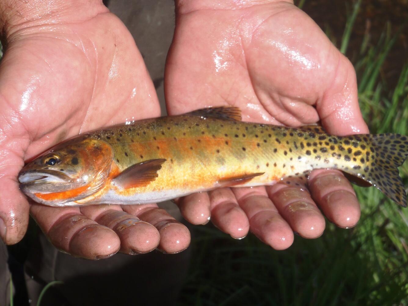 Yellow, red, and green fish with spotted tail and white underbelly lays across man’s wet, gently cupped hands.