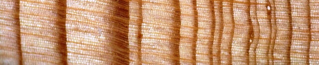 Rio de las Vacas in the west Jemez Mountains, New Mexico. Photo credit Lane Johnson.