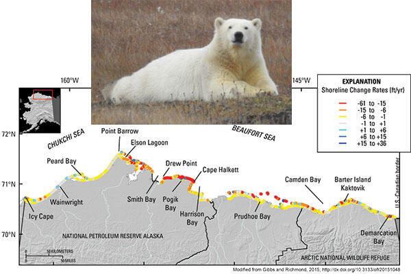 Map of Alaska’s north coast showing color-coded rates of shoreline erosion, Inset: Polar bear on Barter Island.