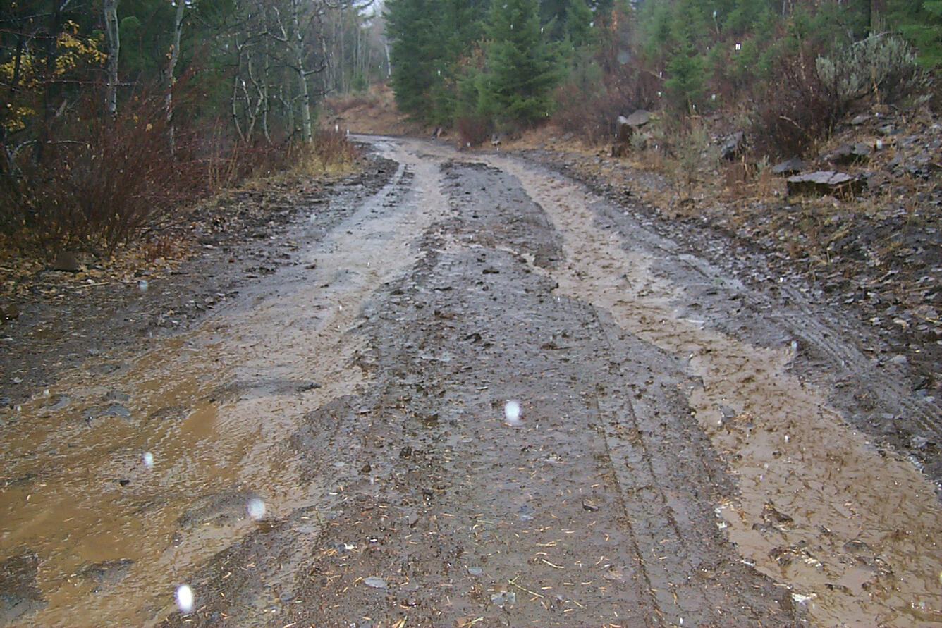 Muddy forest road.