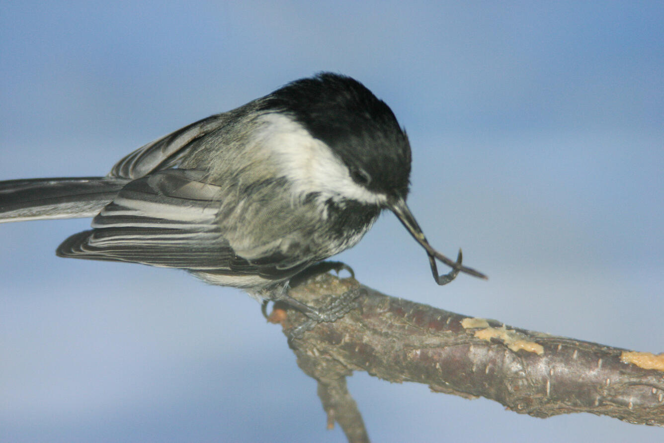A Black-capped Chickadee on a branch with a grossly deformed beak