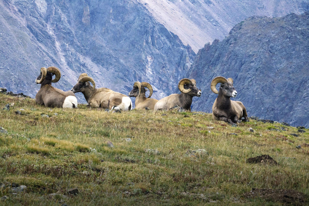 Bighorn Rams resting, Rocky Mountain NP