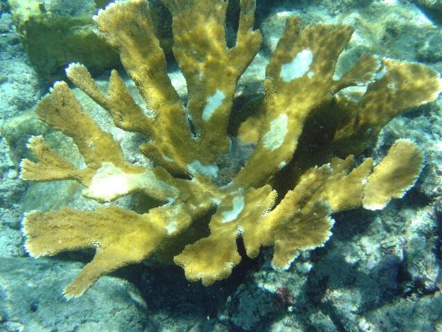 Coral Bleaching and Disease: Effects on Threatened Corals and Reefs