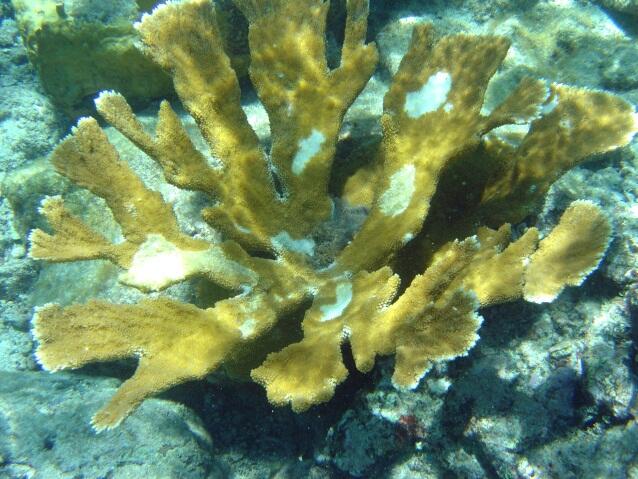 Coral Bleaching and Disease: Effects on Threatened Corals and Reefs 