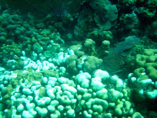 Coral Bleaching and Disease: Effects on Threatened Corals and Reefs 