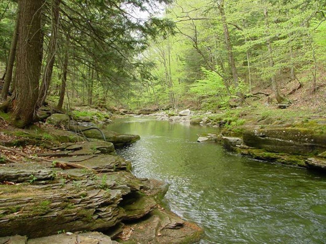 creek with flat rocky bank and green leafed trees at sides