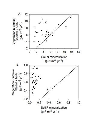 Nutrient uptake by vegetation as a function of inorganic nutrient production