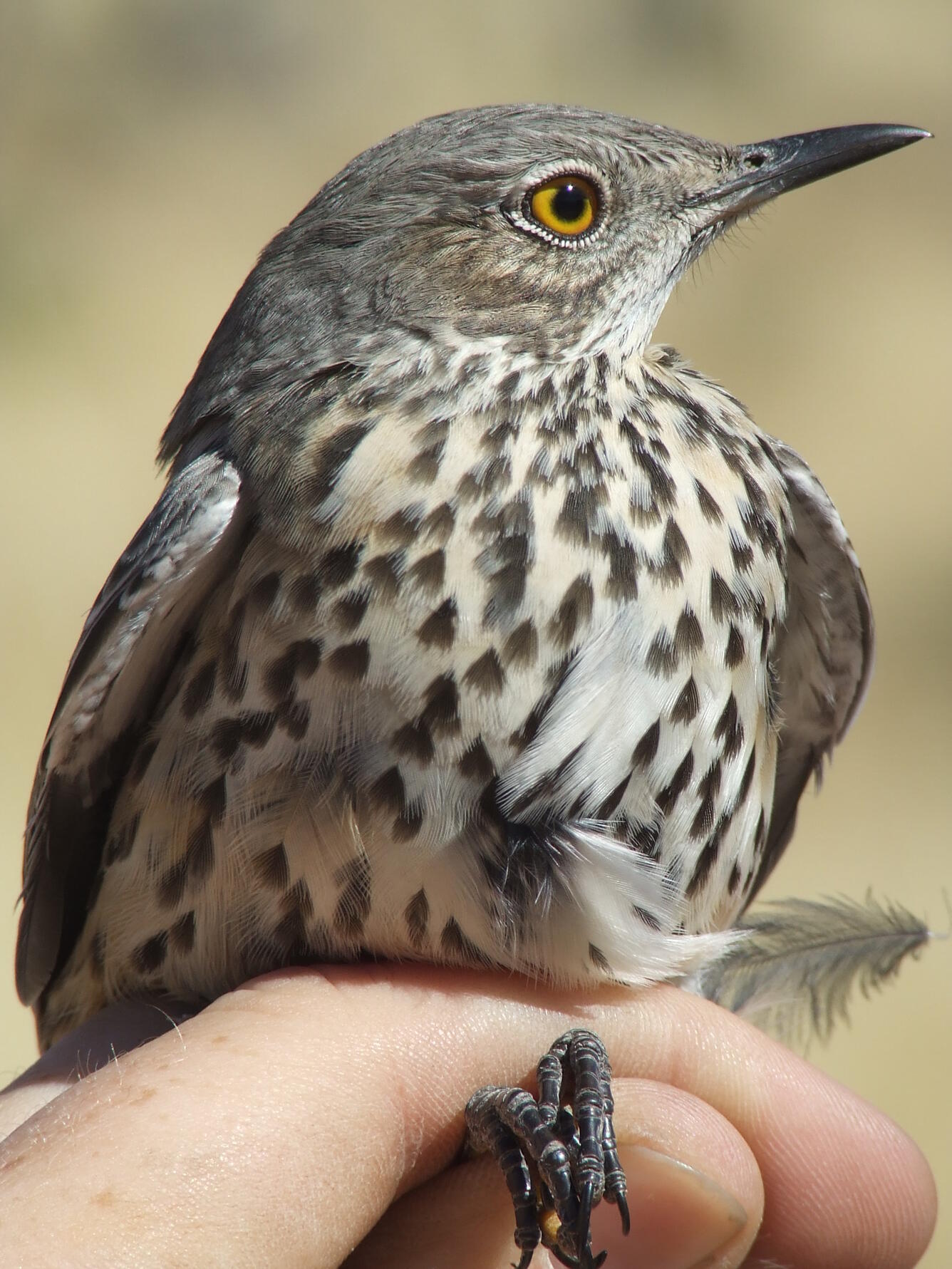Sage thrasher