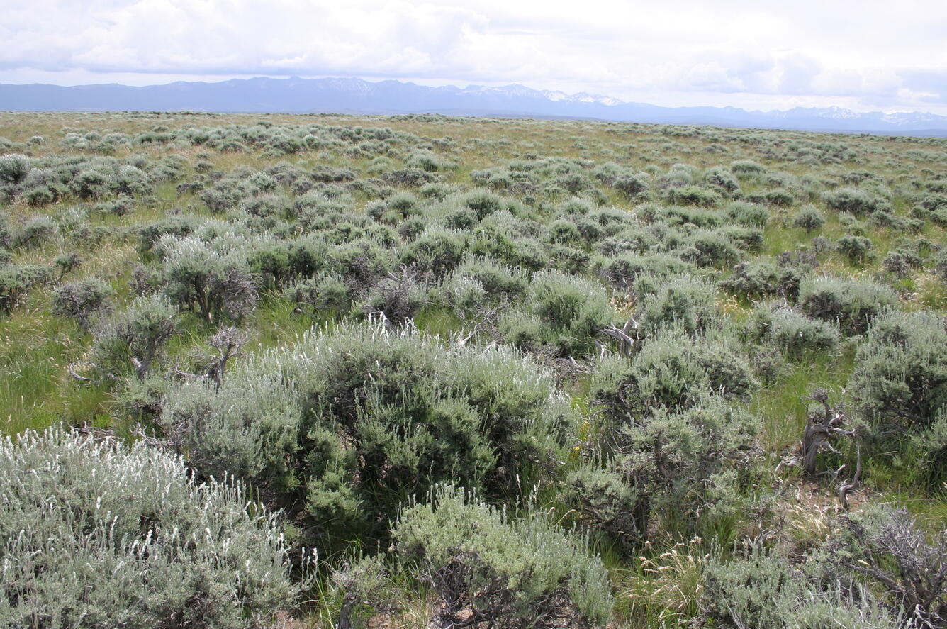 Sagebrush Habitat